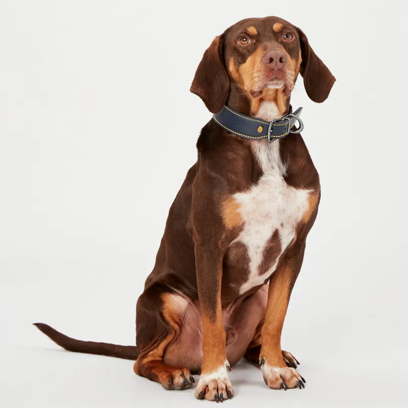 Joules Leather Dog Collar Navy-4